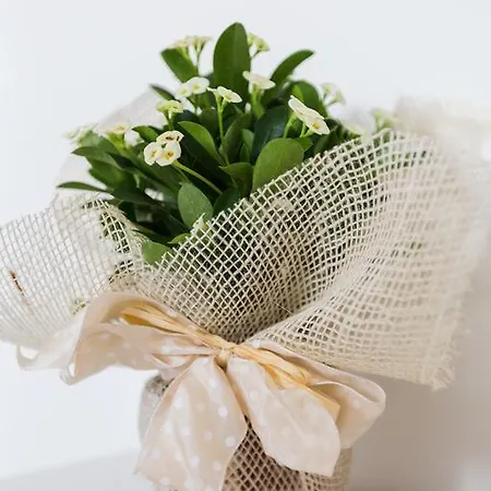 Dolce Dormire Civitanova Marche