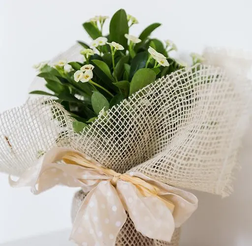 Dolce Dormire Civitanova Marche